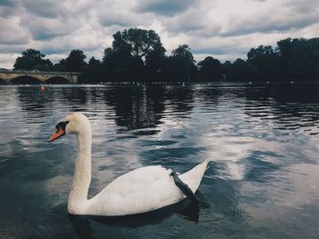 Swan floating on lake