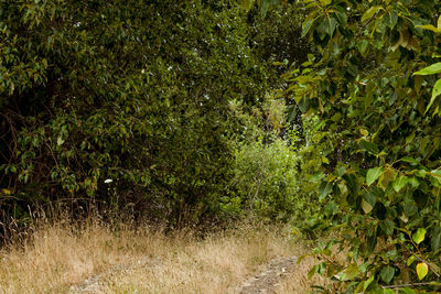 Trees growing in park