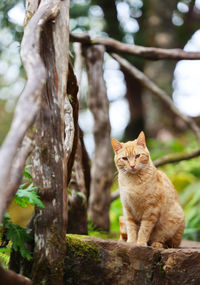 Close-up of cat