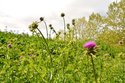 Close-up of pink flowering plants on field