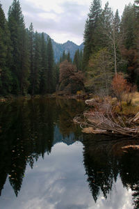 Reflection of trees in lake against sky