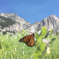 Close-up of butterfly on plant against mountain