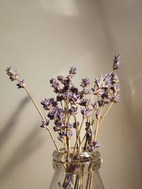 Close-up of wilted flowers in vase