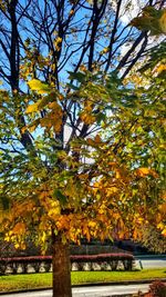 Trees against sky during autumn