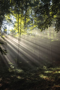 Sunlight streaming through trees in forest