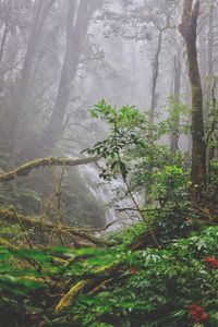 Plants growing in forest