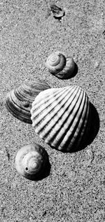 High angle view of snail on sand