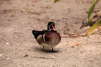 Bright male wood duck aix sponsa in bonita springs, florida