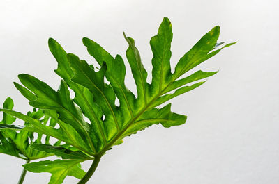 Close-up of fresh green plant against white background