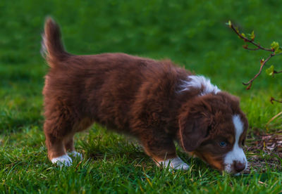 Dog looking away on field