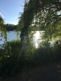 Reflection of trees in water