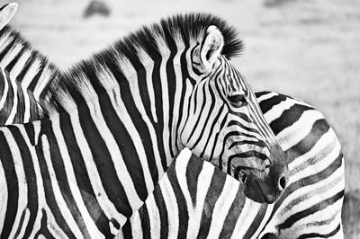 Close-up of a zebra