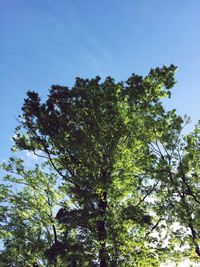 Low angle view of trees against clear blue sky