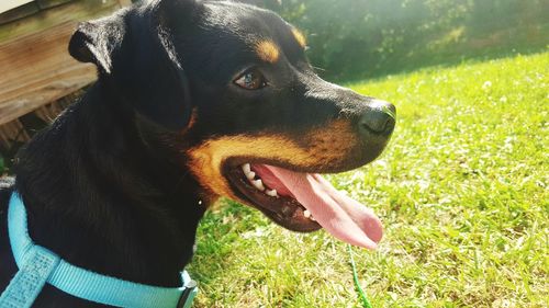 Dog on grassy field