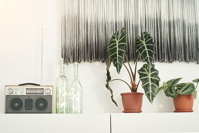 Potted plant against wall, home interior 