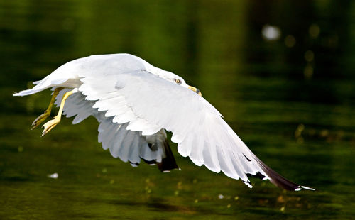 Close-up of seagull flying over lake