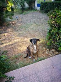 Portrait of dog sitting on grass