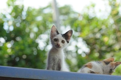 Portrait of kitten