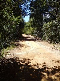 Road passing through forest