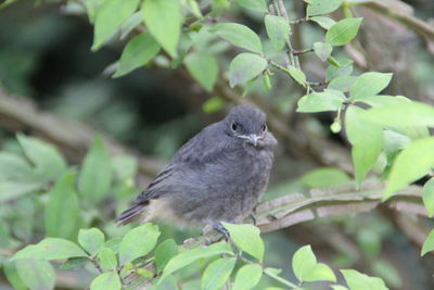 Bird perching on tree trunk