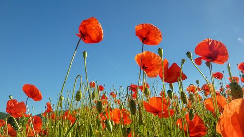 Close-up of red poppy flowers growing on field against sky