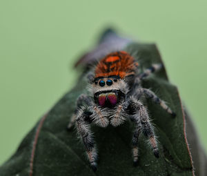 Close-up of spider