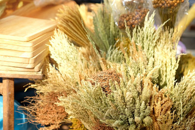 Close-up of plants in basket