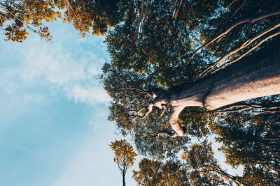 Low angle view of giraffe on tree against sky