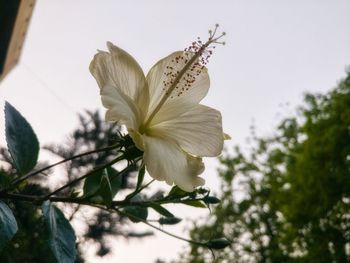 Close-up of white flowering plant