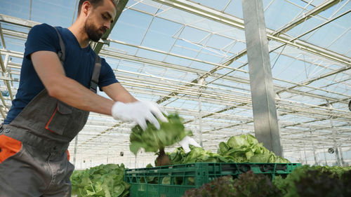 Side view of man working in greenhouse