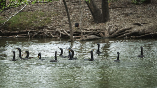 Ducks swimming in lake