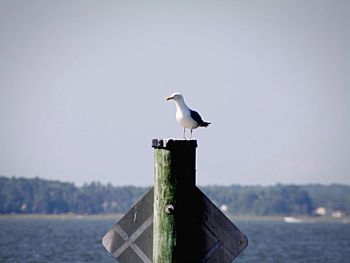 Seagull perching on tree