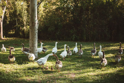 Flock of birds on field