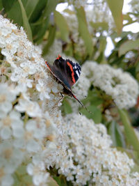 Close-up of butterfly pollinating on flower