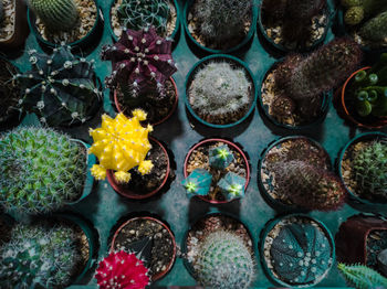 Full frame shot of succulent plants