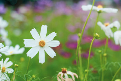 Close-up of white flowering plant on field