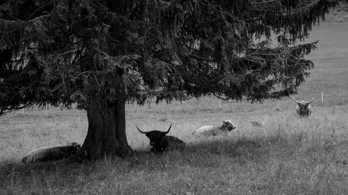 Cows relaxing by tree on grassy field