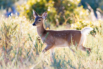 Deer standing on field