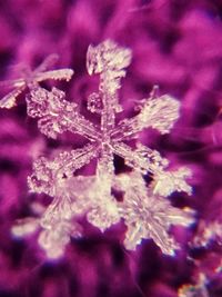 Close-up of frozen flowers