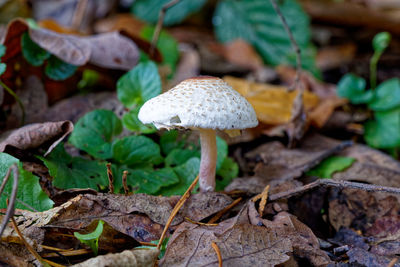 Close-up of mushroom growing on field