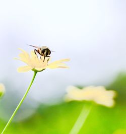 Close-up of bee on yellow flower