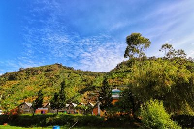 Trees and plants growing on land against sky