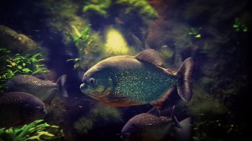 Close-up of fish swimming in aquarium