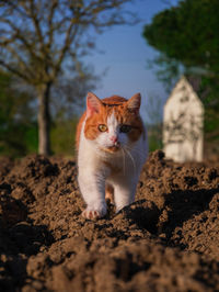 Portrait of a cat