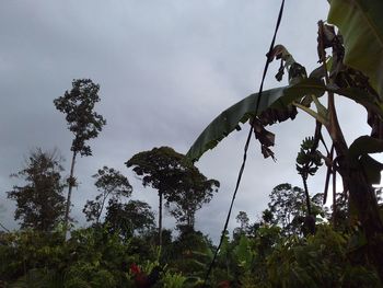 Low angle view of plants growing on tree in forest against sky