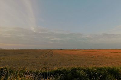 Scenic view of agricultural field against sky