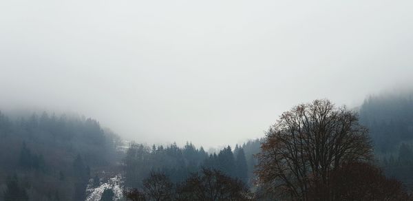 Trees against sky during winter