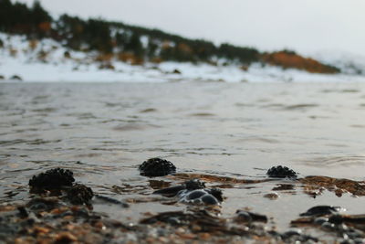 Close-up of beach against sky