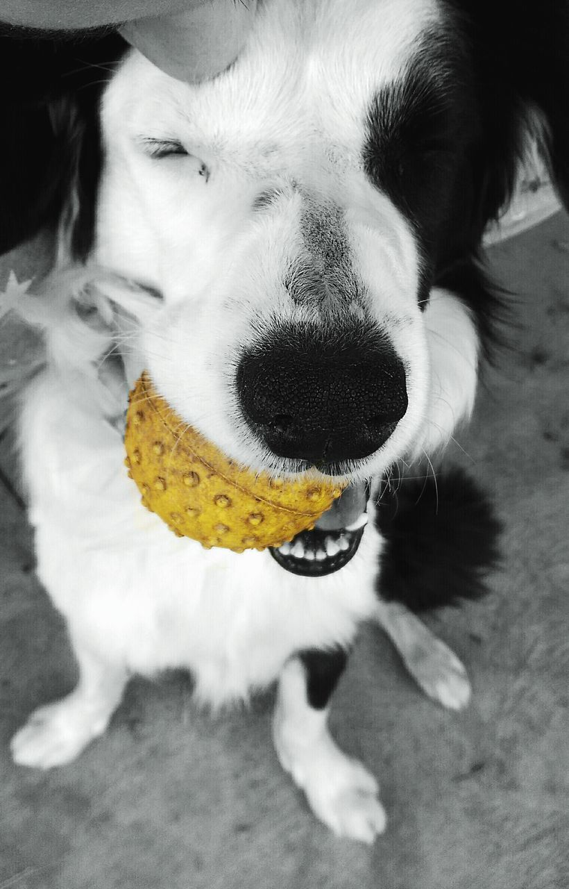 pets, domestic animals, dog, one animal, animal themes, close-up, mammal, high angle view, looking at camera, yellow, portrait, one person, white color, holding, cute, indoors, day, mouth open, black color, auto post production filter