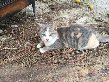 High angle portrait of cat sitting on floor